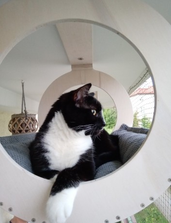 Leżanka sufitowa dla kota- impregnowana 2